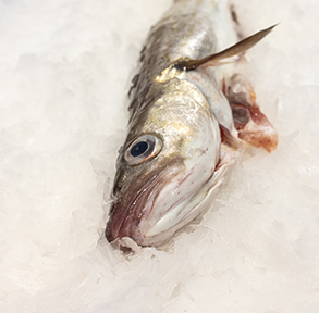 Wild, Irish, Whole Whiting