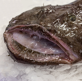 Wild, Irish, Whole Monkfish